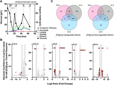 Genomics Characterization of an Engineered Corynebacterium glutamicum in Bioreactor Cultivation Under Ionic Liquid Stress